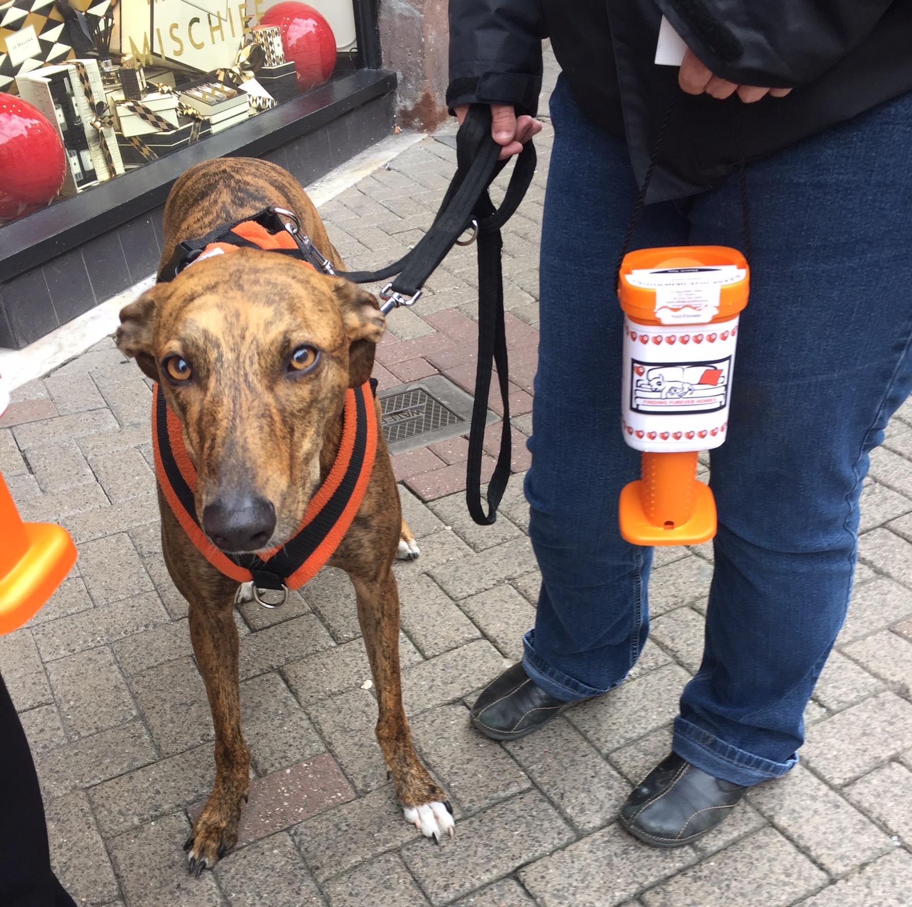 Finding Furever Homes