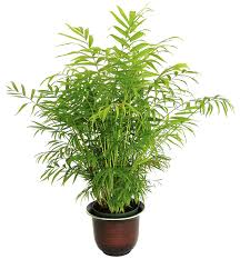Bamboo Palm