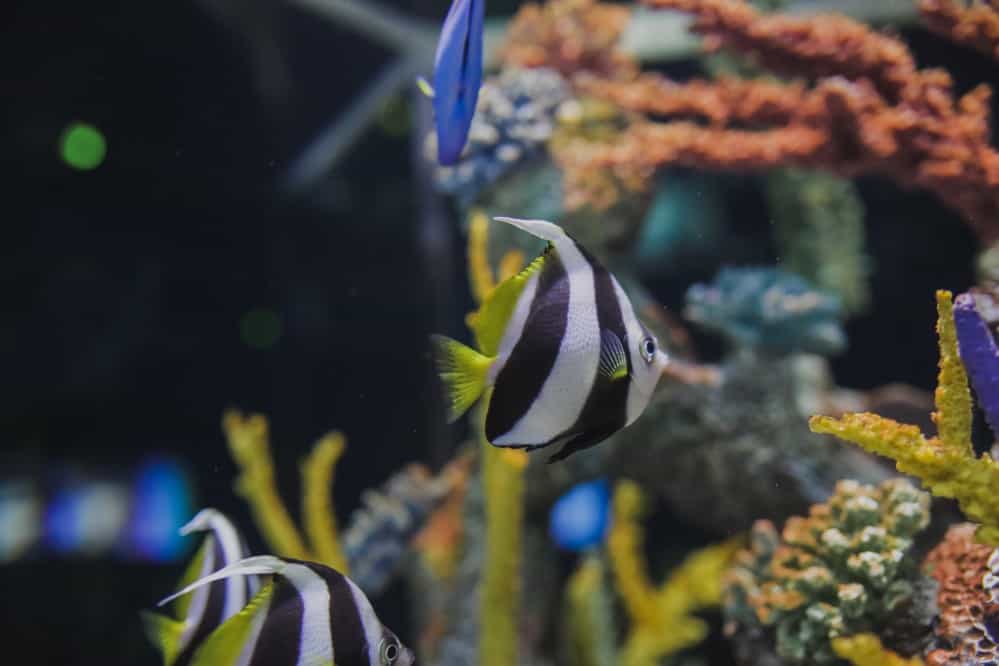 tropical fish in fish tank with aquarium heater