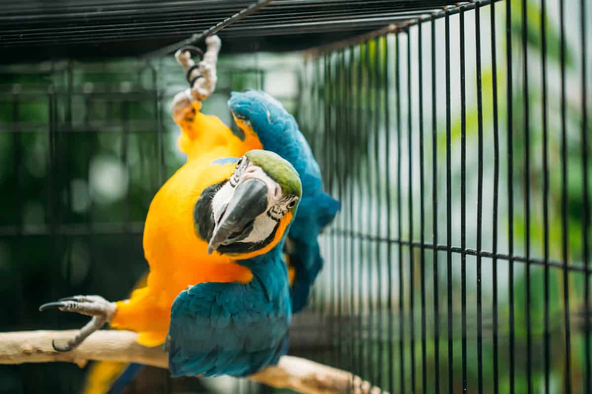 how to clean a bird cage