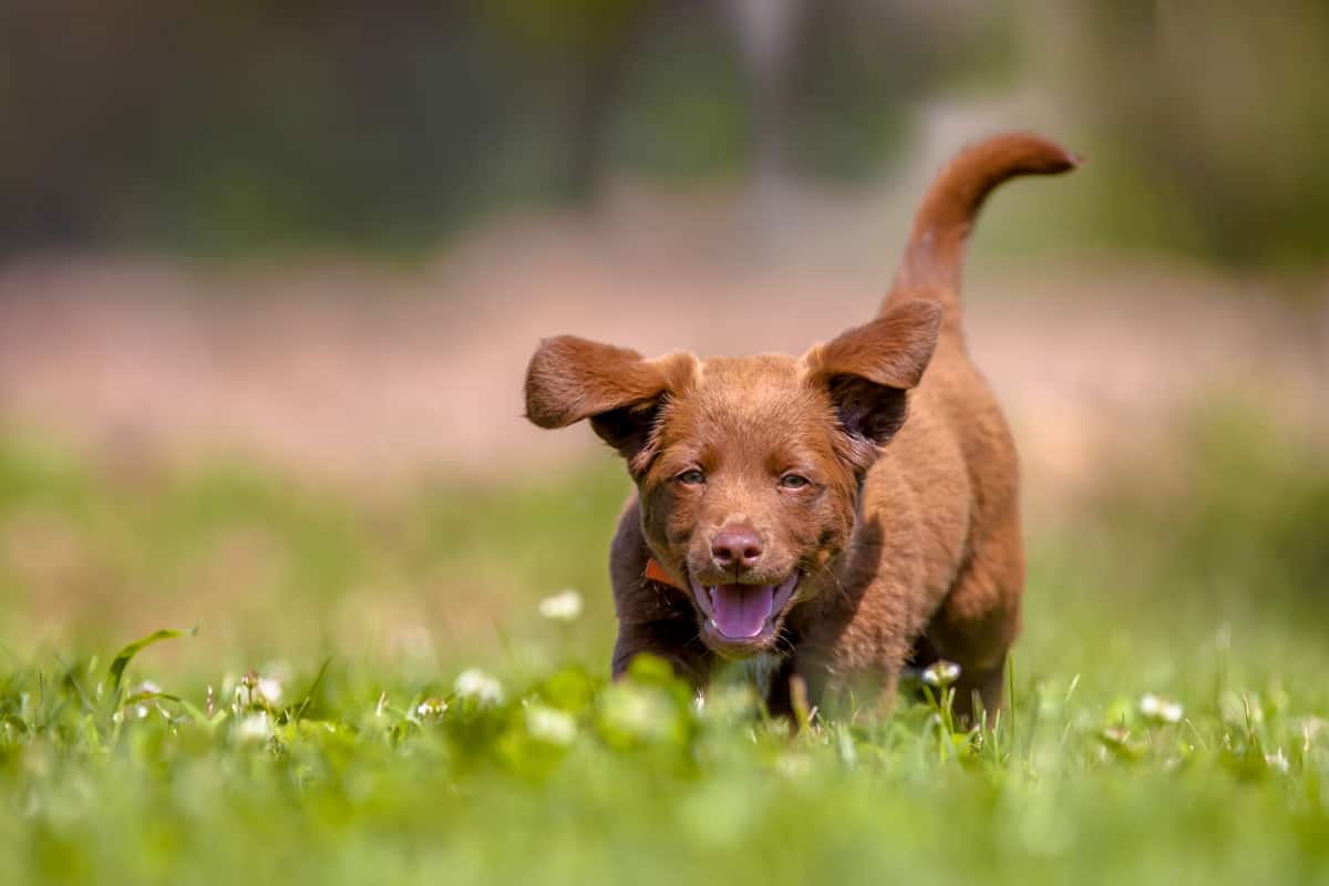 do puppies get hay fever