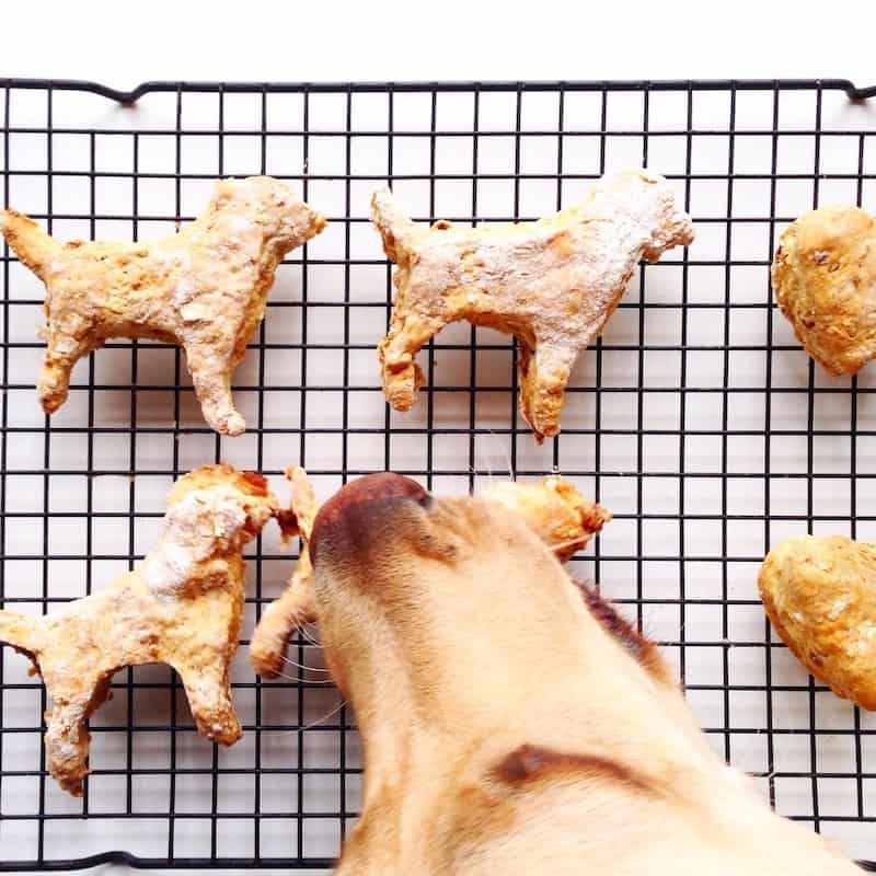 Carob dog recipes