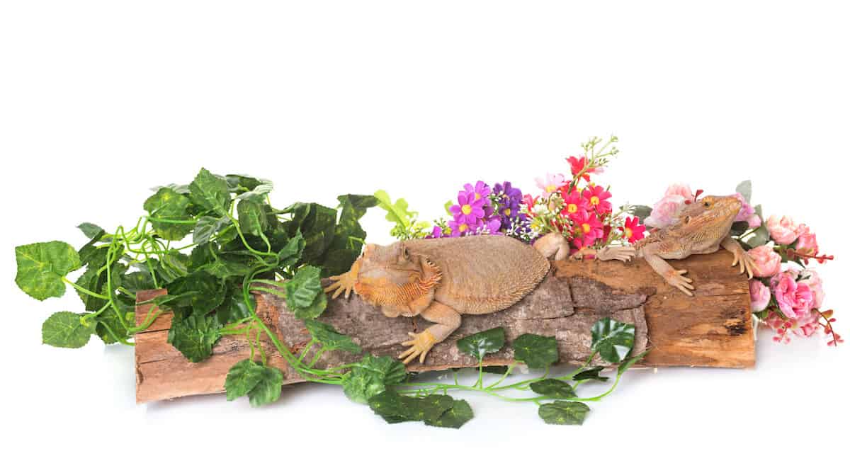 bearded dragons