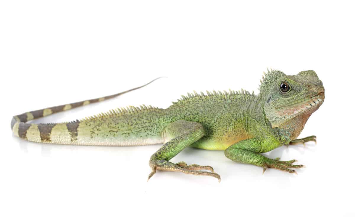 chinese water dragon