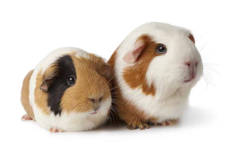 how to pick a guinea pig
