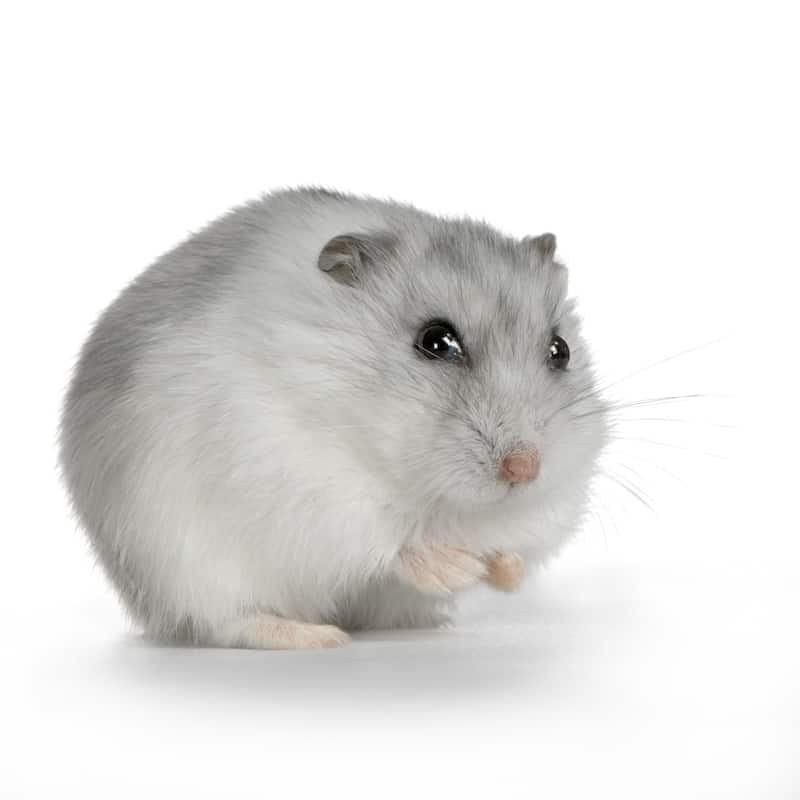 picking a hamster breed