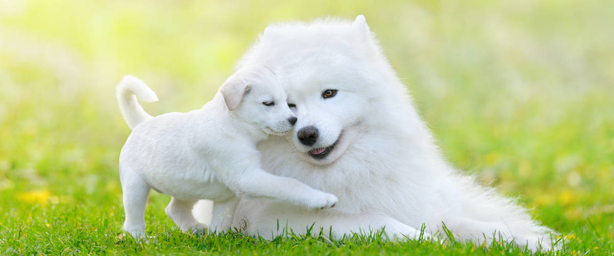 Dog Care Guide