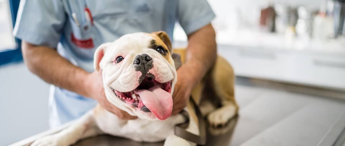 Dog Care Sheet Vets