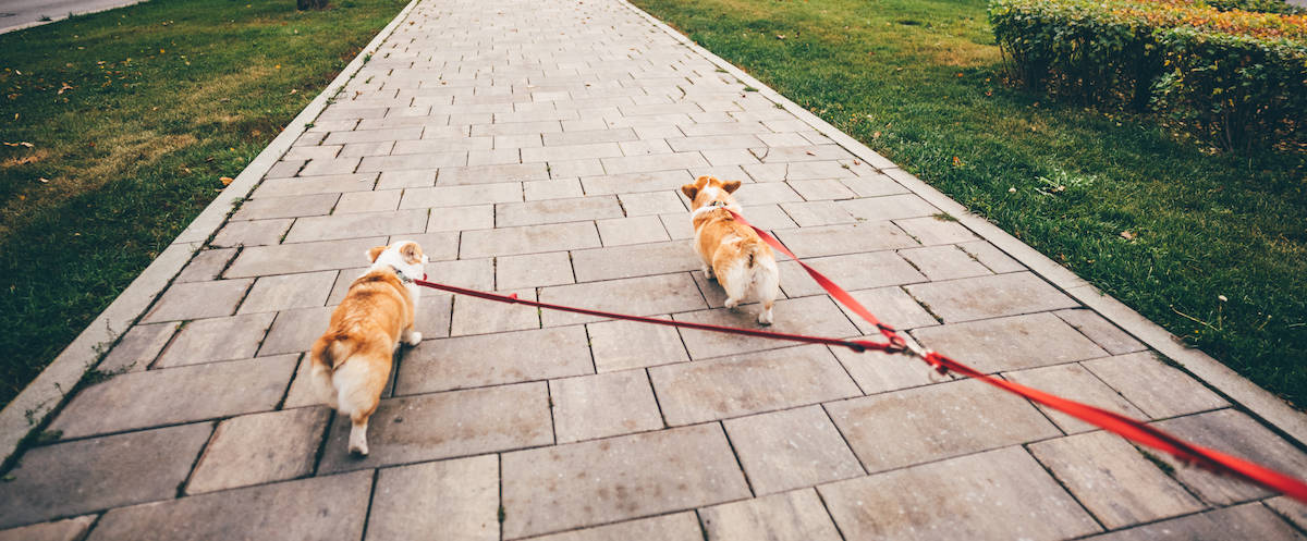 Dog Handling Tips