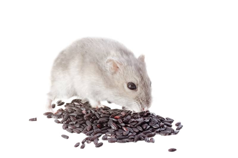 hamster dietary info