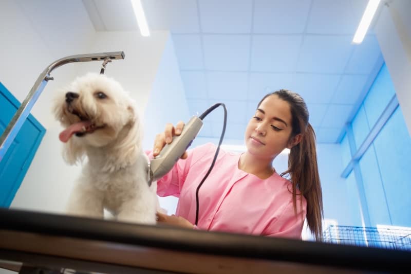 using dog clippers