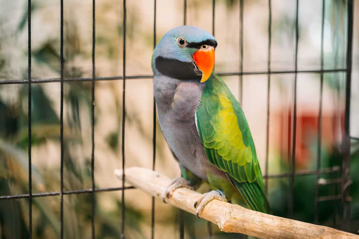 parakeet in their bird cage