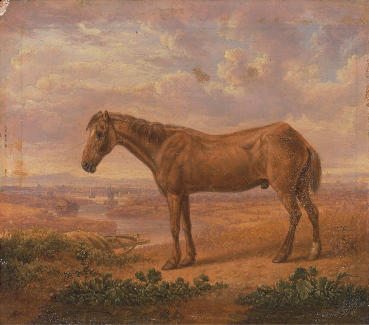 Oldest horse ever