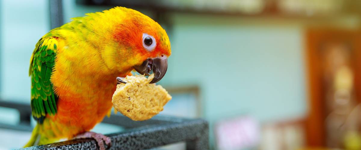 Parrot Eating Guide