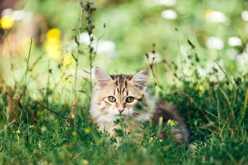 cat and pollen