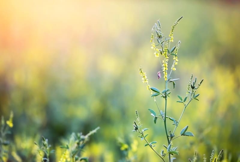 grass pollen
