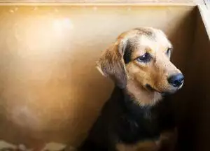 getting a dog for self isolation