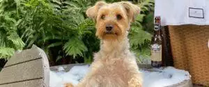 Barkdales Luxury Doggie Daycare