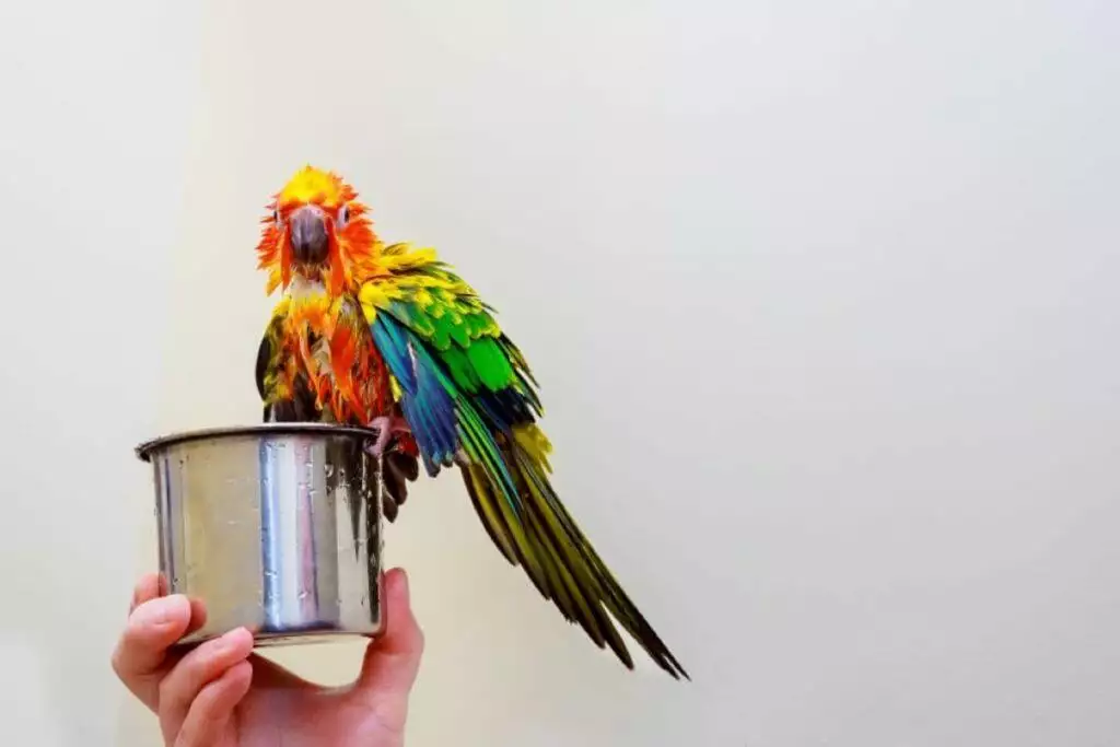 cage bird baths