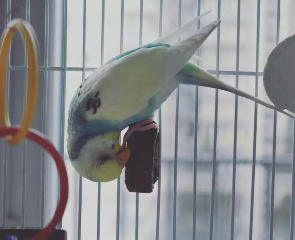 best bird toys