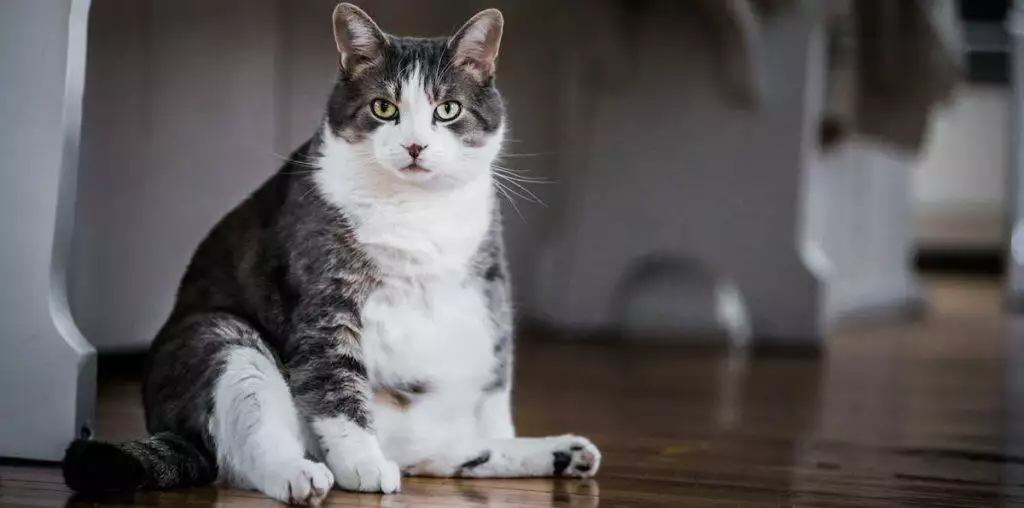 Best Cat Food For Overweight Cats Weight Loss