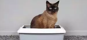 Best Cat Litter Trays UK 2026: Hooded, Self-Cleaning & Top-Entry Reviewed