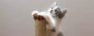 Best Cat Scratching Posts UK 2026: Tall Sisal & Cardboard Reviewed