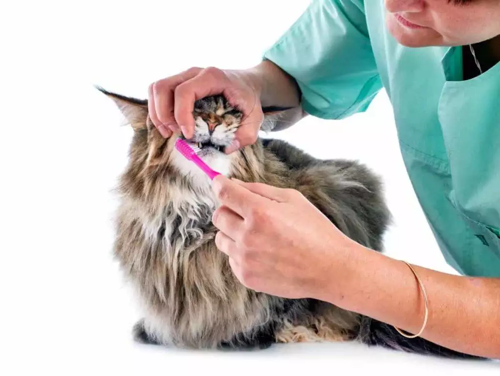 best cat toothbrush