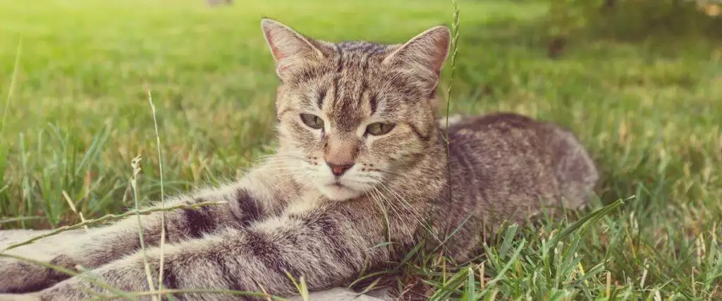 Best Cat Wormer to protect your cat against worms