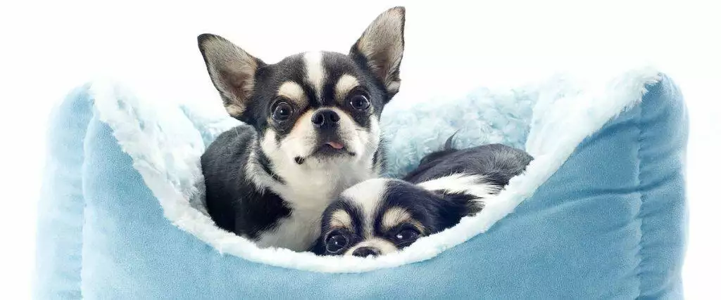 Best Dog Beds