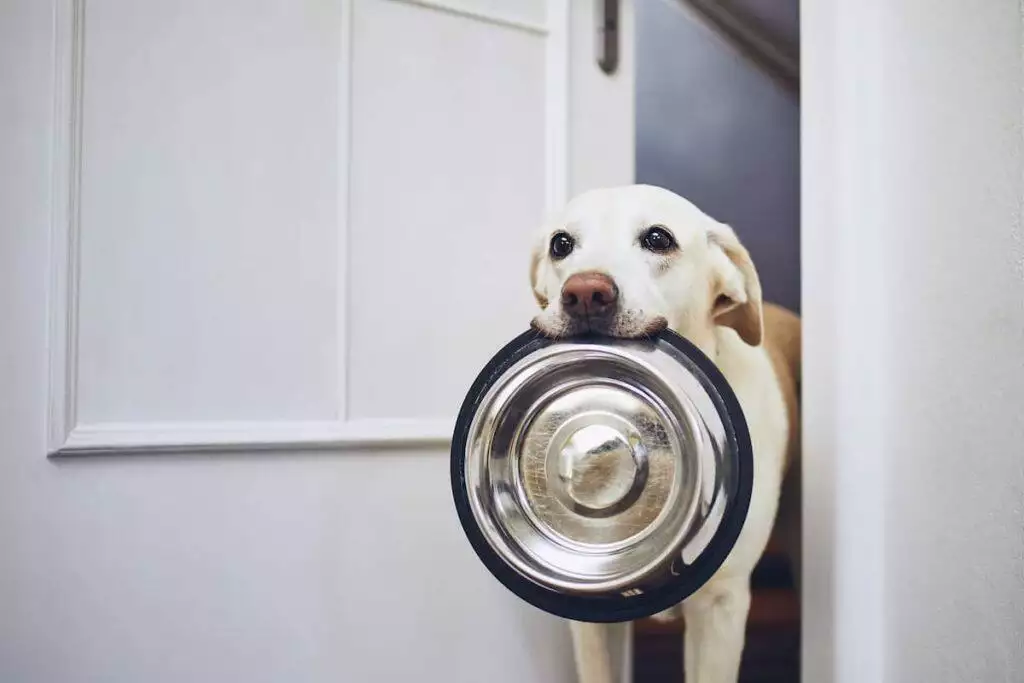 the best dog bowl