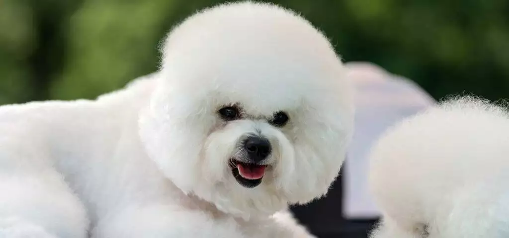 Best Dog Clippers