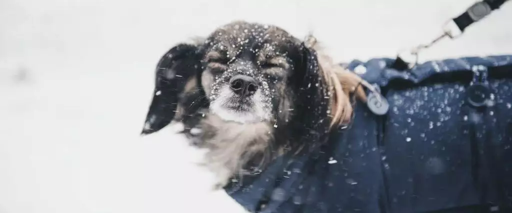 Best Dog Coats