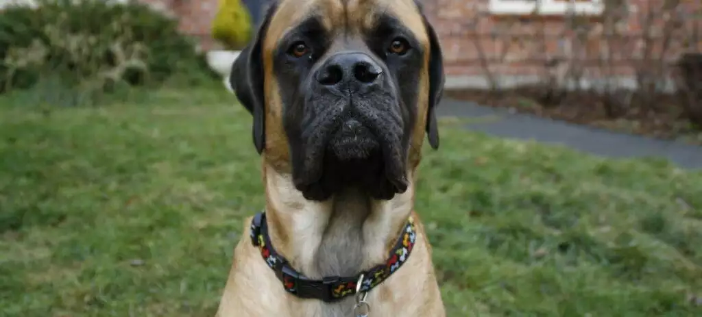 Best Dog Collars