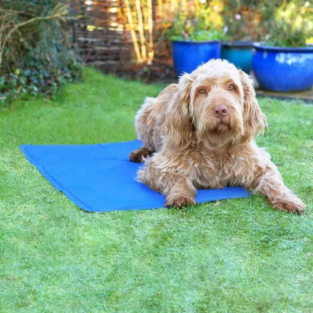 best dog cooling pads