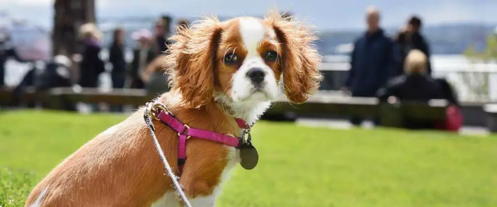 Best Dog Harness