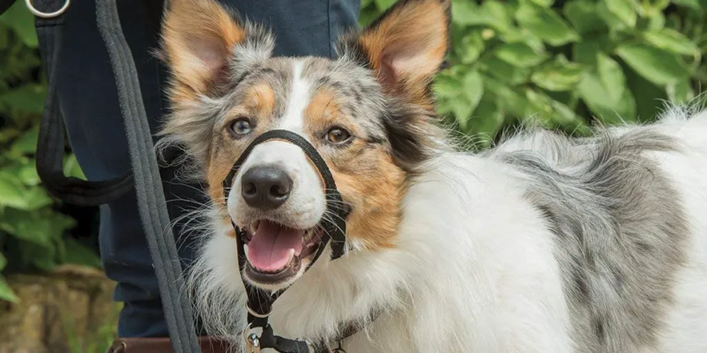 Best Dog Headcollar
