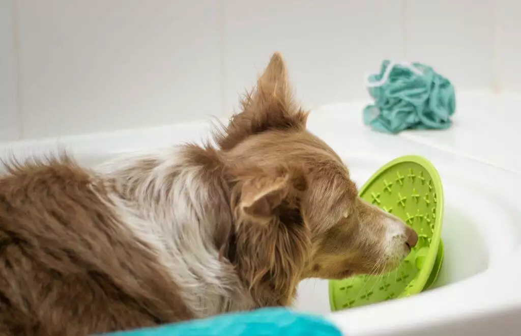 Best Dog Lick Mat