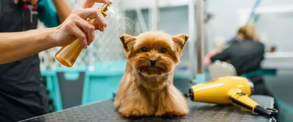 Best Dog Show Table