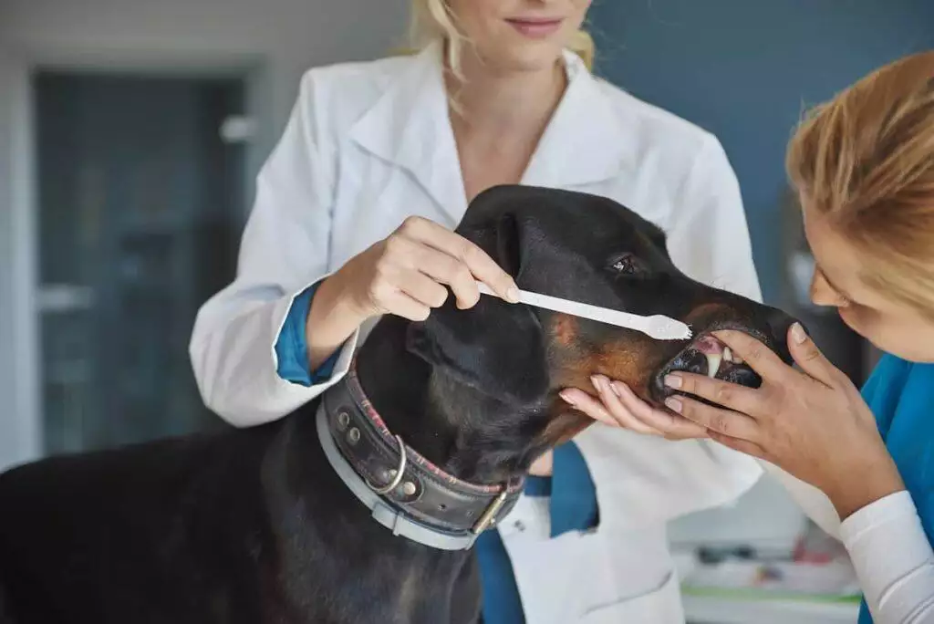 best teeth cleaning tools for dogs