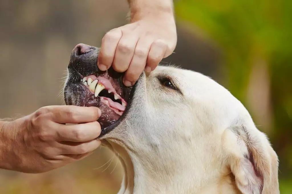 the best enzymatic dog toothpaste