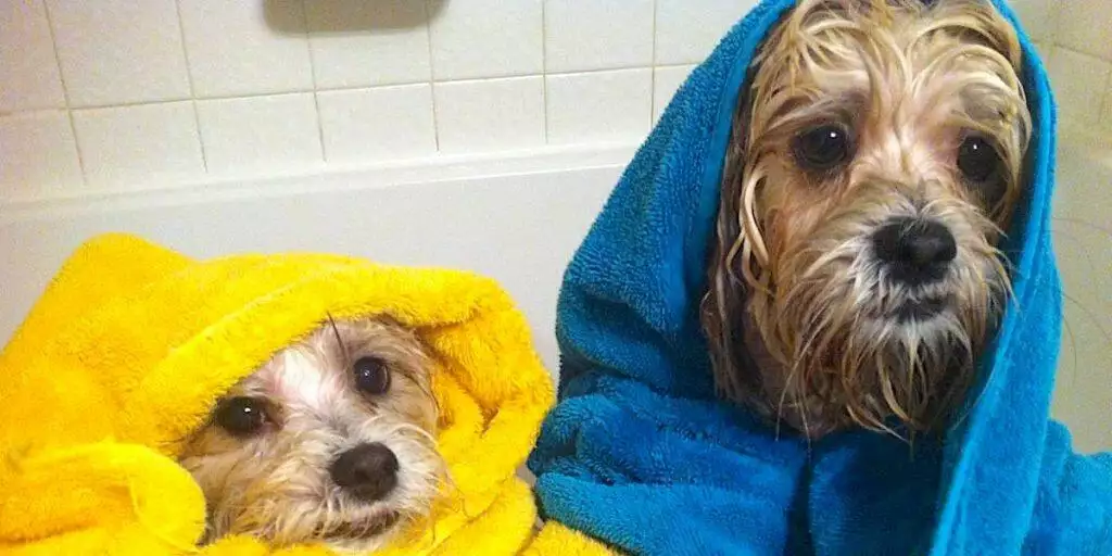 Best Dog Towel
