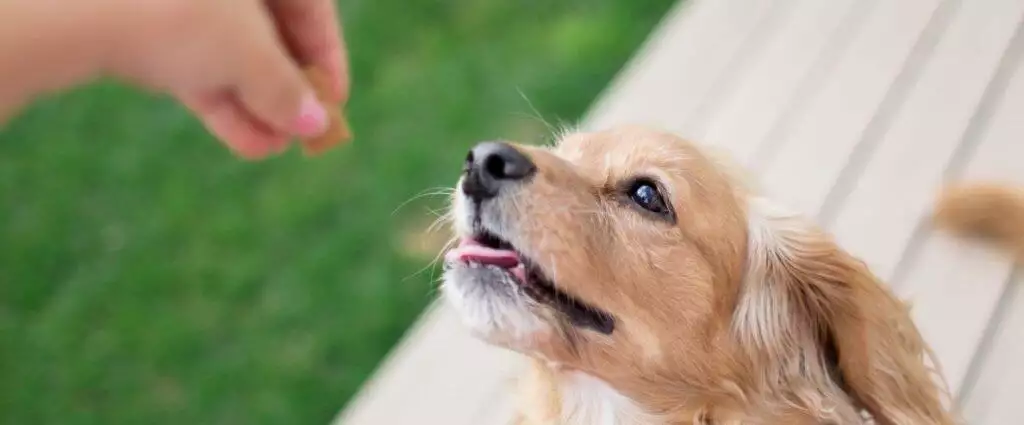 Best Dog Treats