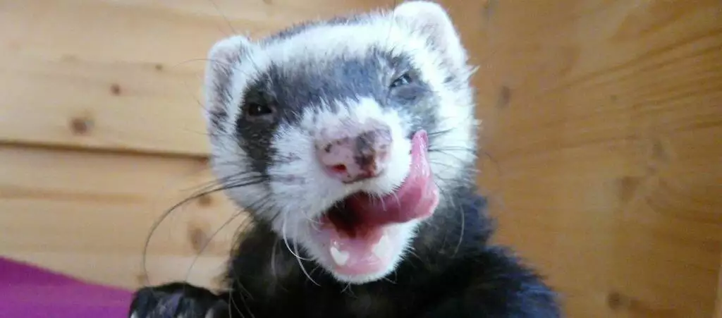 Best Dry Ferret Food