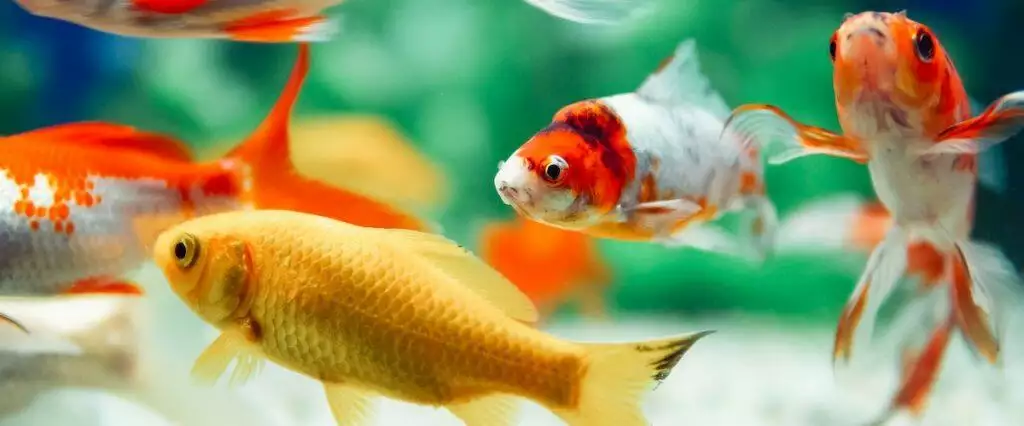 Best Fish Food