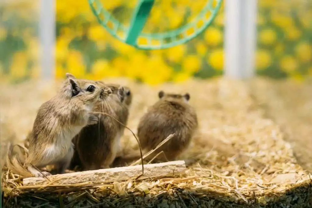best gerbil cages