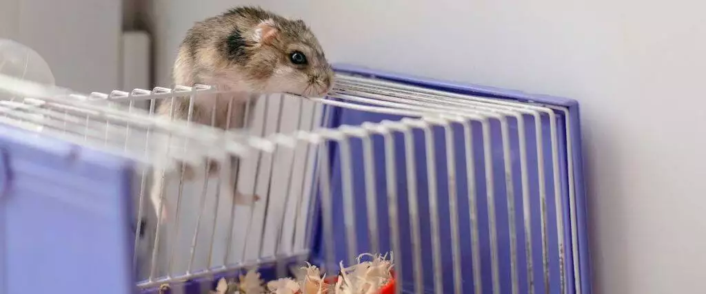 Best Hamster Cage
