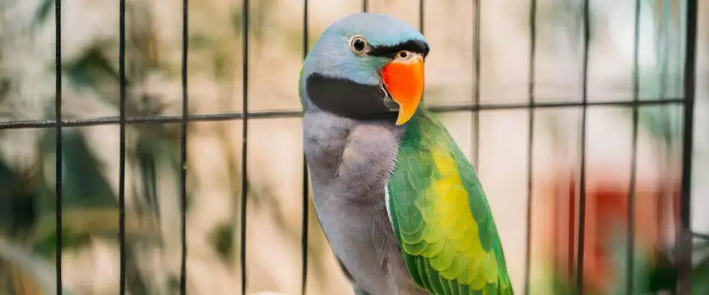 Best Home Bird Cage