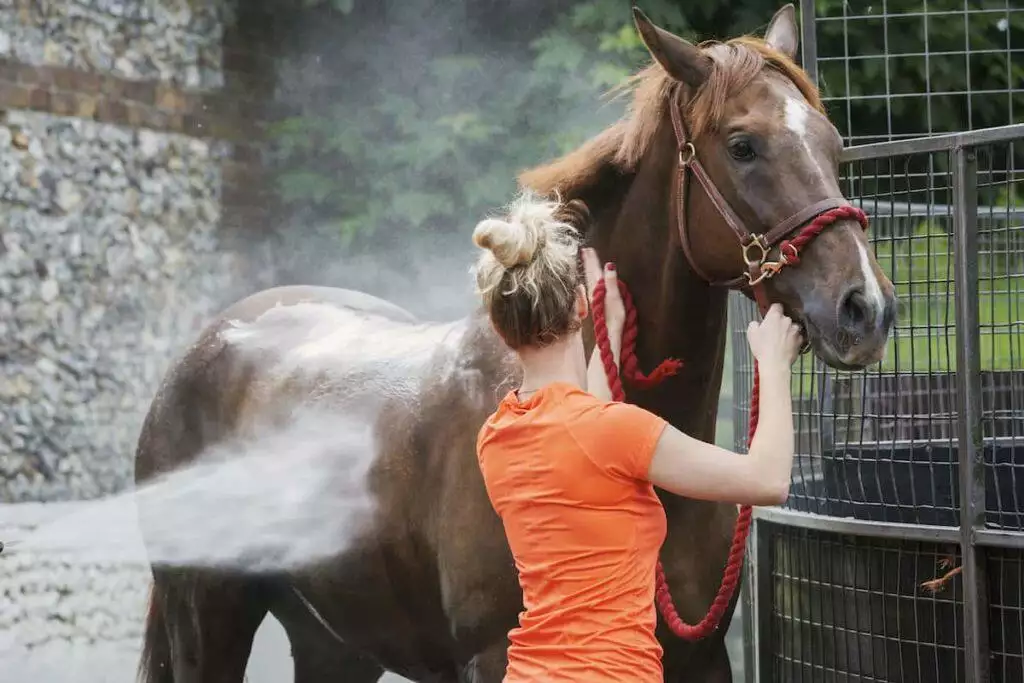 best horse conditioner