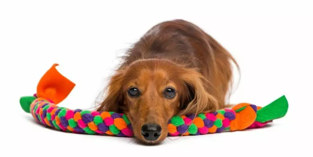 best interactive dog toy